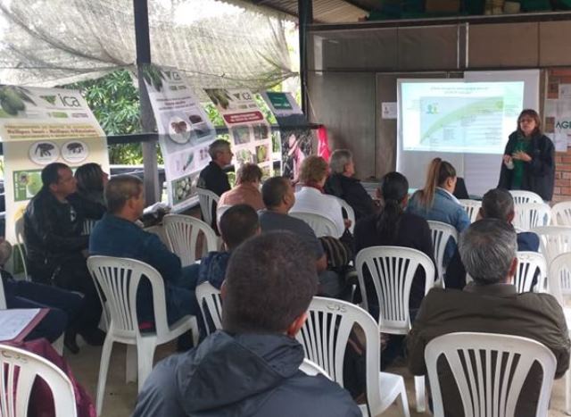 El ICA, empresarios y productores trabajan por la exportación del aguacate